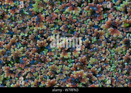 American Water Farn (Azolla filliculoides) invasive Arten, wachsen in der Teich in Surrey, England. Stockfoto