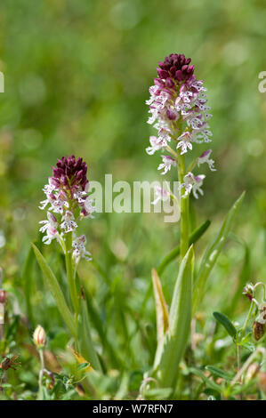 Verbrannt Tipp Orchid (Orchis ustulata) in Blume, Picos de Europa, Spanien. Stockfoto