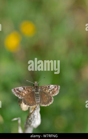 Schmuddelig Skipper Schmetterling (erynnis Tages) männlich. Picos de Europa, Nordspanien. Stockfoto