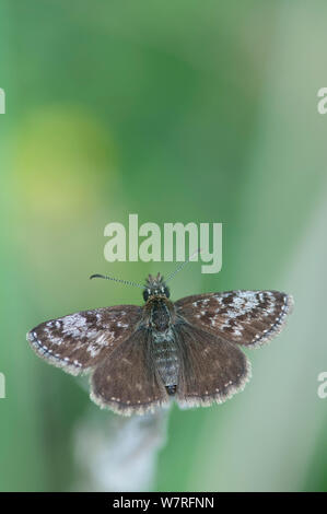 Schmuddelig Skipper Schmetterling (erynnis Tages) männlich. Picos de Europa, Nordspanien. Stockfoto