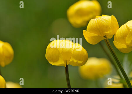 Globeflowers (Trollius europaeus) Blühende, Picos de Europa, Spanien. Stockfoto