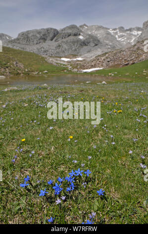 Feder Enzian (Gentiana verna) in Blume im Tal mit Schnee und Wasser aus den Bergen im Hintergrund schmelzen, Picos de Europa, Nordspanien. Juni. Stockfoto