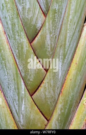 Die Reisenden (Ravenala madagascariensis) close-up der Blätter Stockfoto