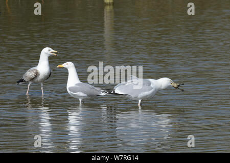 Nach Silbermöwe (Larus argentatus) Verschlucken eines Entlein Stockente (Anas platyrhynchos) als juvenile Silbermöwe auf und fordert, Gloucesterhire, UK, April aussieht. Stockfoto