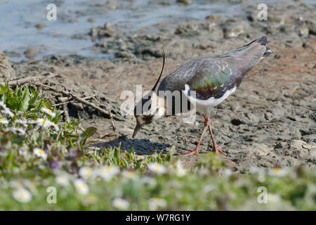 Kiebitz (Vanellus vanellus) Nahrungssuche auf schlammigen, mit Blumen gesäumten Seeufer, Gloucestershire, UK, Mai. Stockfoto