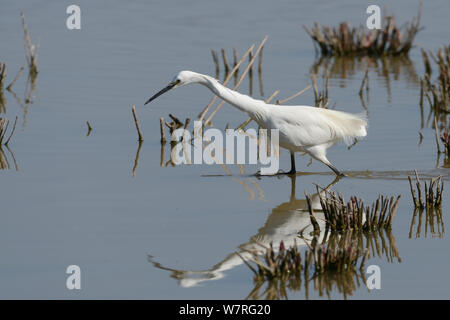 Seidenreiher (Egretta garzetta) Stalking ein Fisch mit seinen Hals in voller Ausdehnung in ein Süßwasser-Sumpf, Gloucestershire, UK, Mai. Stockfoto