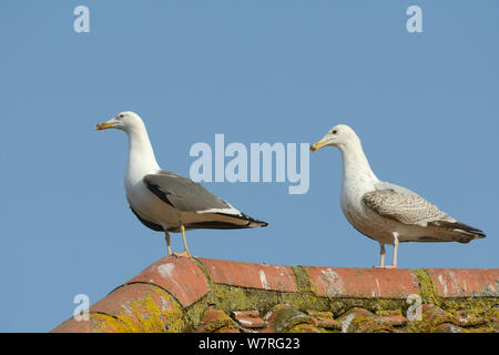 Heringsmöwe (Larus fuscus) erwachsenen und jugendlichen Silbermöwe (Larus argentatus) stehen auf einer Flechte verkrustete Dachterrasse im Abendlicht, Gloucestershire, UK, Mai. Stockfoto