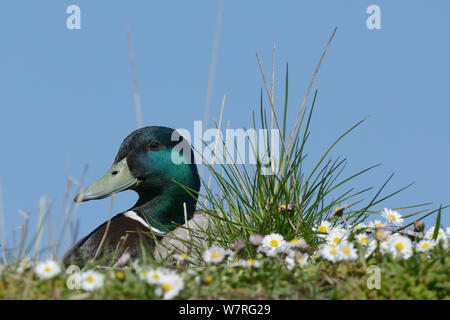 Low Angle View einer Stockente (Anas platyrhynchos) Drake sitzen unter Gänseblümchen und Gräser, Gloucestershire, UK, Mai. Stockfoto