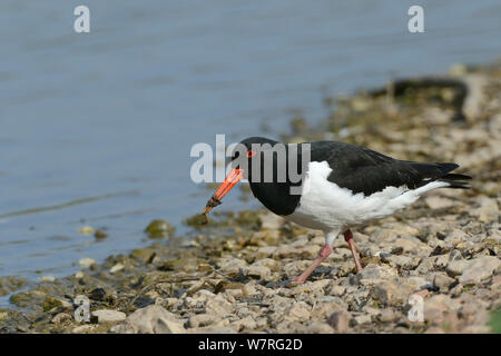 Austernfischer (Haematopus ostralegus) Durchführung einer Regenwurm (Lumbricus terrestris) von einem Seeufer extrahiert es im See zu waschen vor dem Schlucken, Gloucestershire, UK, Mai. Stockfoto