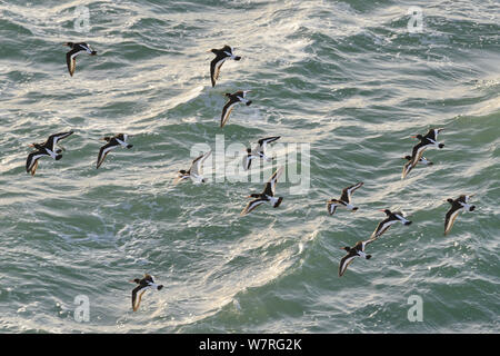 Austernfischer (Haematopus ostralegus) Herde im Flug niedrig über dem Meer im Abendlicht auf dem Weg zu einer Flut Roost, Cornwall, UK, April. Stockfoto