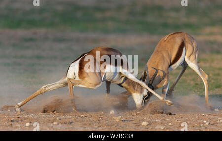 Springbock (Antidorcas Marsupialis) Männchen kämpfen, Kgalagadi Transfrontier Park, Südafrika Stockfoto
