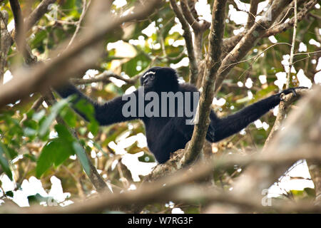 Western Hoolock Gibbon (Hoolock hoolock) männlich, Gibbon Wildlife Sanctuary, Assam, Indien. Gefährdet. Stockfoto