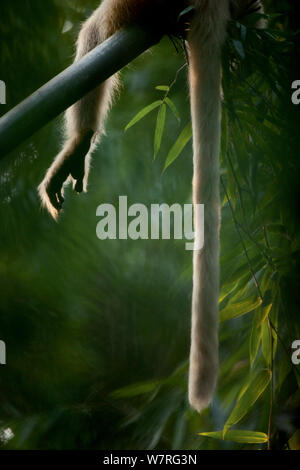 Goldlangur (Trachypithecus geei) Füße vom Baum, Chakrashila, Assam, Indien hängen. Gefährdet Stockfoto