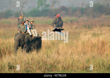 Bengalen Florican (Houbaropsis bengalensis) unter sich vor einem Ornithologen auf die inländischen Asiatischer Elefant (Elephas Maximas), Kaziranga National Park, Assam. Indien. Kritisch gefährdeten Arten. Stockfoto