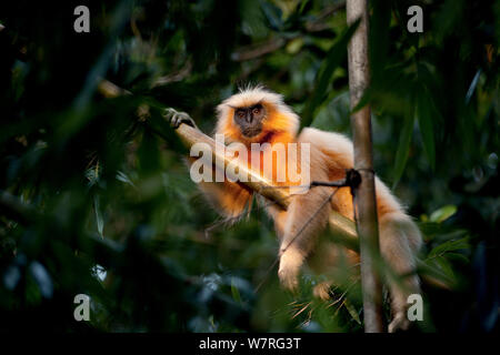 Goldene Languren (Trachypithecus Geei) im Baum, Chakrashila, Assam, Indien. Gefährdet Stockfoto