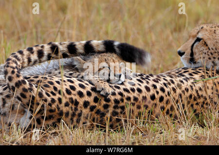 Gepard (Acinonyx jubatus) cub Schlafen auf dem Rücken der Mutter, Masai Mara, Kenia, Afrika