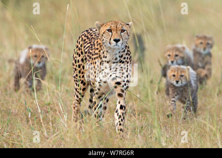 Gepard (Acinonyx jubatus) Familie wandern weiblichen Jagd, Masai Mara, Kenia, Afrika Stockfoto