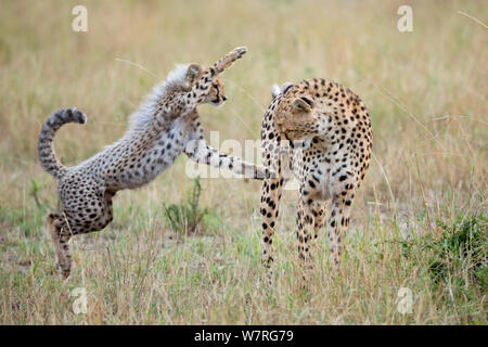 Gepard (Acinonyx jubatus) Mutter spielt mit Cub, Masai Mara, Kenia, Afrika Stockfoto