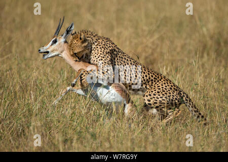 Gepard (Acinonyx jubatus) Blickfang Gazelle, Maasai Mara, Kenia, Afrika Stockfoto