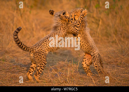 Gepard (Acinonyx jubatus) Jungen spielen, Masai Mara, Kenia, Afrika Stockfoto