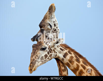 Masai Giraffen (Giraffa Camelopardalis tippelskirchi) Balz Masai Mara, Kenia, Afrika Stockfoto