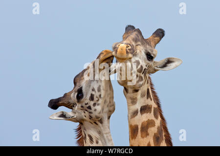 Masai Giraffen (Giraffa Camelopardalis tippelskirchi) Balz Masai Mara, Kenia, Afrika Stockfoto
