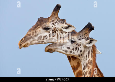 Masai Giraffen (Giraffa Camelopardalis tippelskirchi) Balz Masai Mara, Kenia, Afrika Stockfoto
