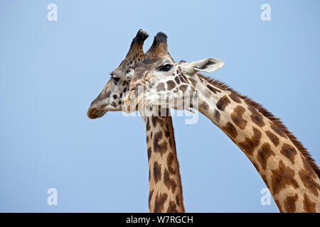 Masai Giraffen (Giraffa Camelopardalis tippelskirchi) Balz Masai Mara, Kenia, Afrika Stockfoto