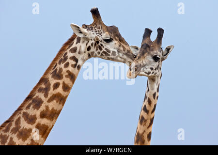 Masai Giraffen (Giraffa Camelopardalis tippelskirchi) Balz Masai Mara, Kenia, Afrika Stockfoto