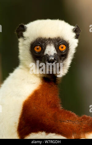 Coquerel Sifaka (Propithecus Coquereli) Porträt, Palmarium Reserve, Madagaskar Stockfoto