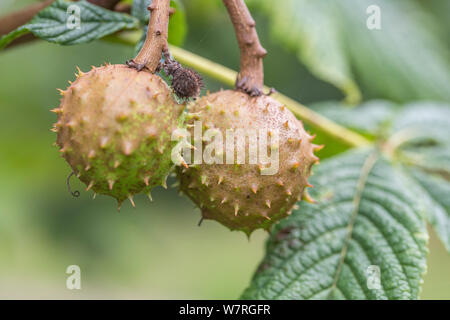 Die Entwicklung conkers (Samen) von Rosskastanie/Aesculus hippocastanum im Herbst. Einmal als Heilpflanze in pflanzliche Heilmittel verwendet. Stockfoto