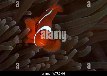 Spinecheek Anemonenfischen (Premnas biaculeatus) in amenome. Danajon canlangi Insel, Bank, Central Visayas, Philippinen, April Stockfoto