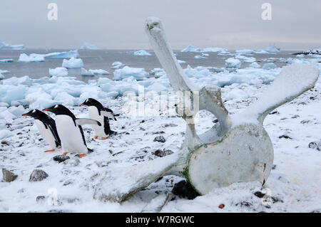 Eselspinguine (Pygoscelis papua) vorbei gehen. wal Wirbel. Cuverville Island. Antarktische Halbinsel, Antarktis. Stockfoto