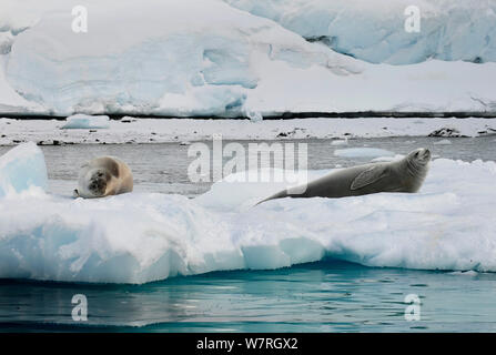 Krabbenfresserrobben (Lobodon carcinophaga) auf Eisscholle, Antarktische Halbinsel, Antarktis Stockfoto