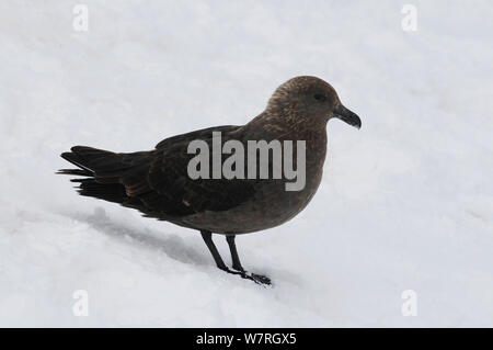 Subantarktische Skua (Catharacta antarctica) auf Schnee, Danco Island. Antarktische Halbinsel, Antarktis Stockfoto