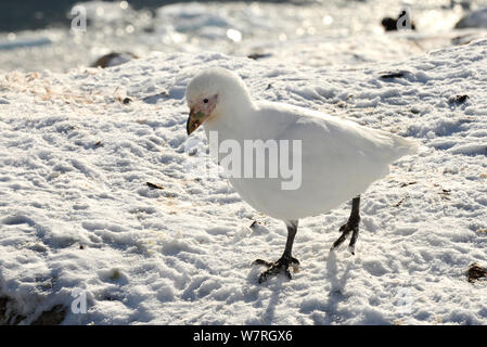 Snowy sheathbill (Chionis alba) gehen auf Schnee, Neko Harbour, Andvord Bay. Antarktische Halbinsel, Antarktis Stockfoto