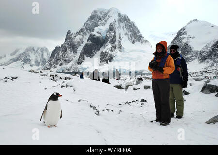 Touristen und Gentoo Pinguin (Pygoscelis papua) Petermann Island. Antarktische Halbinsel, Antarktis Stockfoto