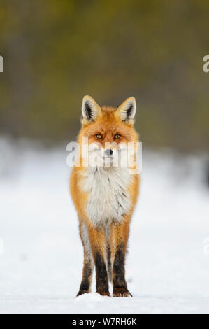 Red Fox (Vulpes vulpes) Porträt im verschneiten Clearing, Süden von Estland, Februar. Stockfoto