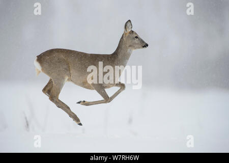 Weibliche Rehe (Capreolus capreolus) auf einem schneebedeckten Feld, Südliche Estland, März. Stockfoto