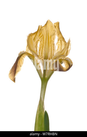 Sizilianische Iris (Iris pseudopumila in Blume, Gargano, Apulien, Italien, April). Meetyourneighbors.net Projekt Stockfoto