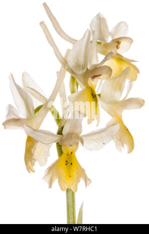 Paar-blühenden Orchideen (Orchis pauciflora) in Blüte, in der Nähe von Orvieto, Italien, April. Meetyourneighbors.net Projekt Stockfoto