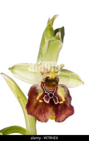 Ceglie Orchid (Ophrys celiensis) in Blüte, seltene endemische Arten retsricted zu S. Apulien in der Nähe von ceglie Messapico. Am Straßenrand in der Nähe von Martina Franca, Apulien, Italien, April. Meetyourneighbors.net Projekt Stockfoto