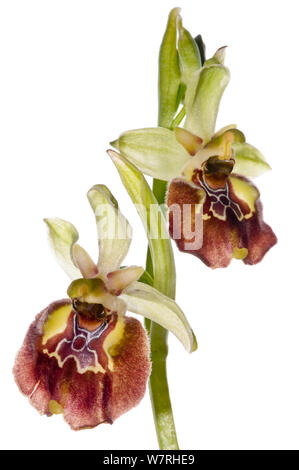 Ceglie Orchid (Ophrys celiensis) in Blüte, seltene endemische Arten retsricted zu S. Apulien in der Nähe von ceglie Messapico. Am Straßenrand in der Nähe von Martina Franca, Apulien, Italien, April. Meetyourneighbors.net Projekt Stockfoto