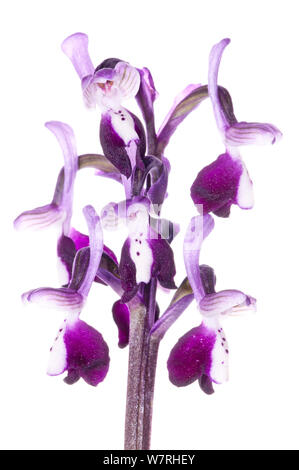 Lange trieb (Anacamptis longicornu) in Blume, eine Arten endemisch nach Sizilien und Sardinien. Sizilien, Mai. Meetyourneighbors.net Projekt Stockfoto