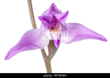 Rote Waldvöglein (Cephalanthera rubra) in Blüte, selten. Villalago, in der Nähe von Terni, Umbrien, Italien, Juni. Meetyourneighbors.net Projekt Stockfoto