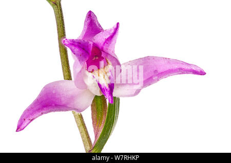 Rote Waldvöglein (Cephalanthera rubra) seltene Orchidee, Blume, Villalago, in der Nähe von Terni, Umbrien, Italien, Juni. Meetyourneighbors.net Projekt Stockfoto