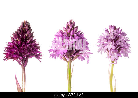 (Anacamptis pyramidalis) Farbvarianten. Monti Sibillini, Umbrien Italien, Juni. Meetyourneighbors.net Projekt Stockfoto