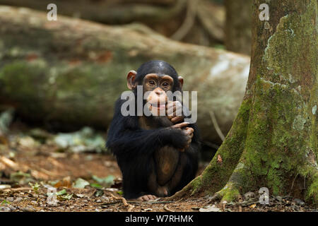 Western Schimpanse (Pan troglodytes Verus) männlichen Säugling&#39; Flanle&#39; im Alter von 3 Jahren Porträt. Bossou Wald, Mount Nimba, Guinea. Jan 2011. Stockfoto