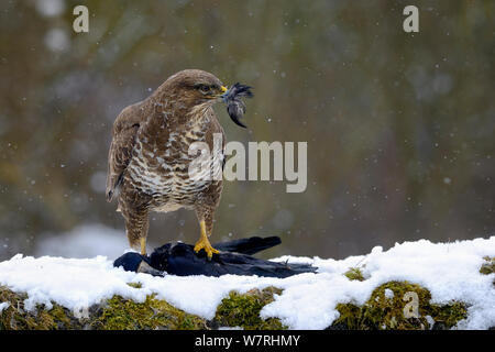 Mäusebussard (Buteo buteo) Fütterung auf tote Saatkrähe (Corvus frugilegus) im Schnee im Winter, Lothringen, Frankreich, Februar Stockfoto