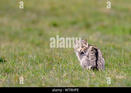 Wildkatze (Felis Silvestris) im Feld, Vogesen, Frankreich, April Stockfoto